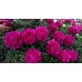 Півонія Paeonia Avis Varner